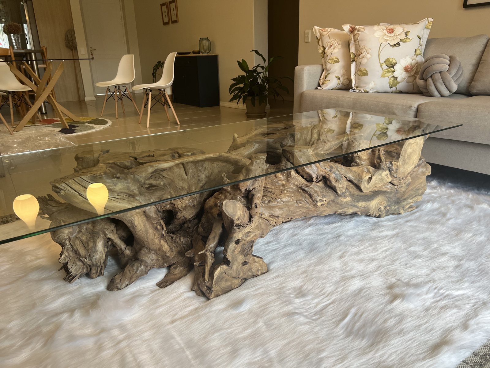 Acacia Tree Root Coffee Table with Glass Top