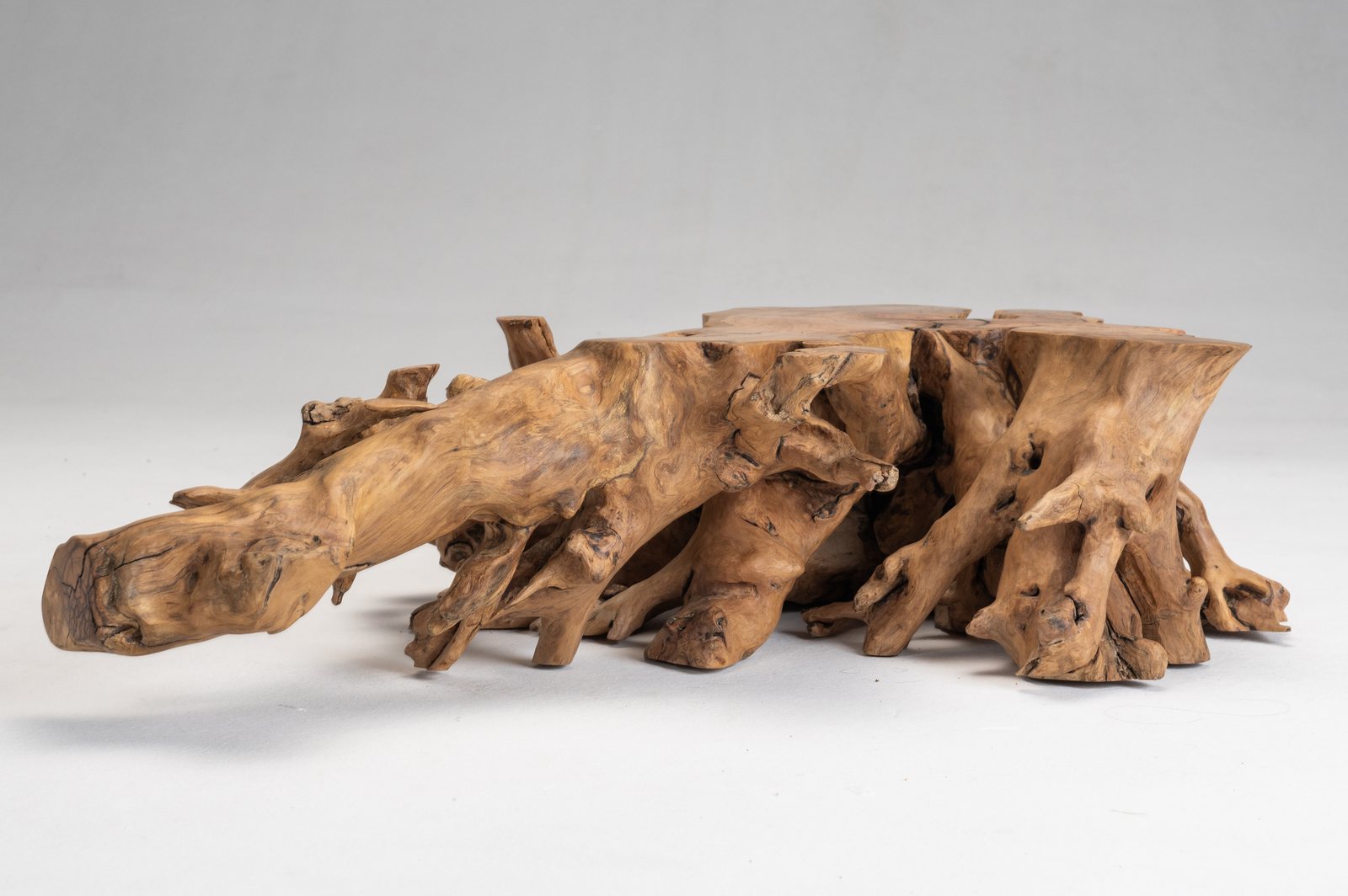 Wild Olive Wood Mini Root